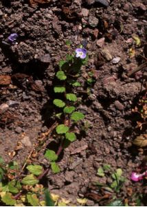 Veronica persica Poir. attēls