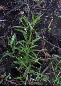 Veronica scutellata L. attēls