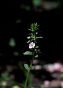 Veronica serpyllifolia L. attēls