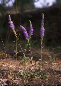 Veronica spicata L. attēls