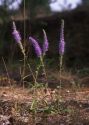 Veronica spicata L. attēls