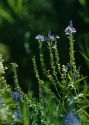 Veronica teucrium L. attēls