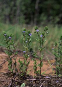 Veronica verna L. attēls