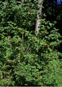 Viburnum opulus L. attēls