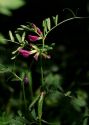 Vicia angustifolia Reichard attēls