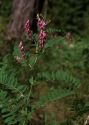 Vicia cassubica L. attēls