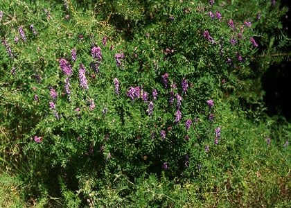 Vicia cracca L. attēls