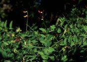 Vicia dumetorum L. attēls