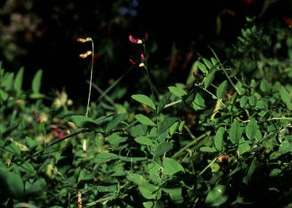 Vicia dumetorum L. attēls