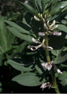 Vicia faba L. attēls