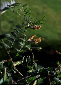 Vicia grandiflora Scop. attēls