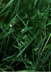 Vicia hirsuta (L.) Gray attēls