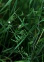 Vicia hirsuta (L.) Gray attēls