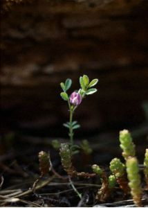 Vicia lathyroides L. attēls