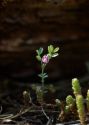 Vicia lathyroides L. attēls