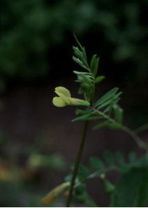 Vicia lutea L. attēls