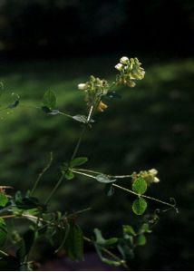 Vicia pisiformis L. attēls