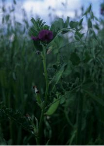 Vicia sativa L. attēls