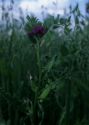 Vicia sativa L. attēls