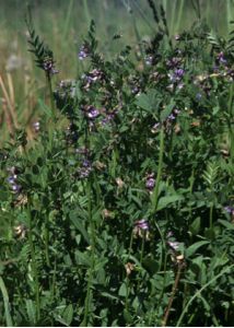 Vicia sepium L. attēls