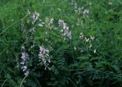 Vicia sylvatica L. attēls