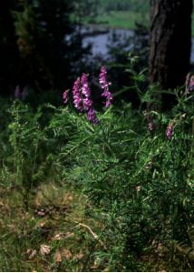 Vicia tenuifolia Roth attēls