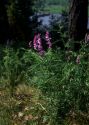 Vicia tenuifolia Roth attēls