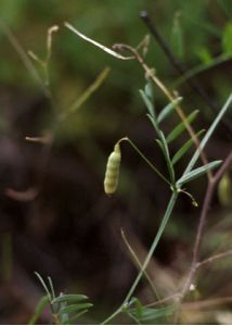 Vicia tetrasperma (L.) Schreb. attēls