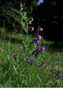 Vicia villosa Roth attēls