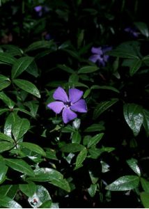 Vinca minor L. attēls