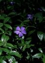 Vinca minor L. attēls