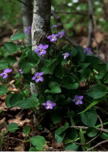 Viola canina L. attēls