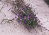 Viola littoralis Spreng. attēls