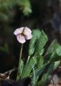 Viola mirabilis L. attēls