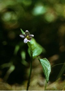 Viola montana L. attēls