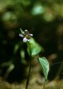 Viola montana L. attēls