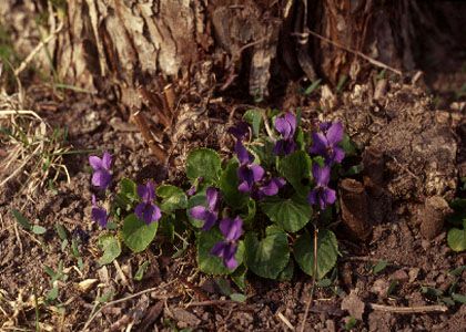 Viola odorata L. attēls