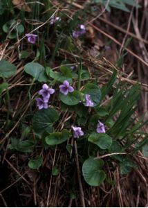 Viola palustris L. attēls