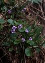 Viola palustris L. attēls
