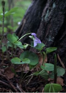 Viola riviniana Rchb. attēls