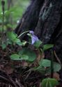 Viola riviniana Rchb. attēls