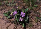 Viola rupestris F.W.Schmidt attēls