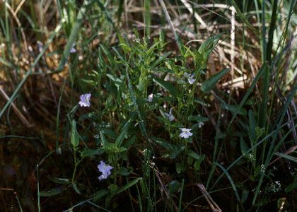 Viola stagnina Kit. attēls