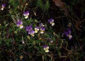 Viola tricolor L. attēls