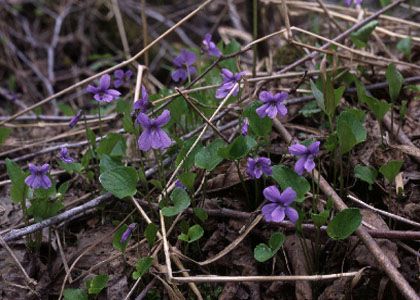 Viola uliginosa Besser attēls