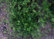 Visnaga daucoides P.Gaertn. attēls