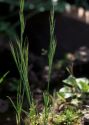 Vulpia myuros (L.) C.C.Gmel. attēls