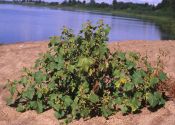 Xanthium strumarium L. attēls