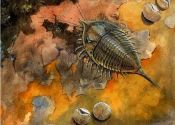 Trilobīti & brahiopodi attēls