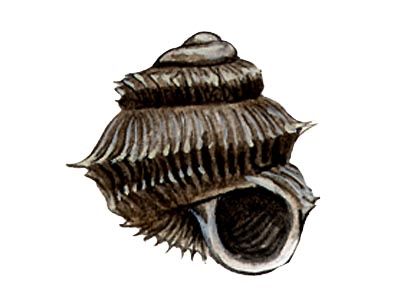 Acanthinula aculeata (O.F.Müller) attēls